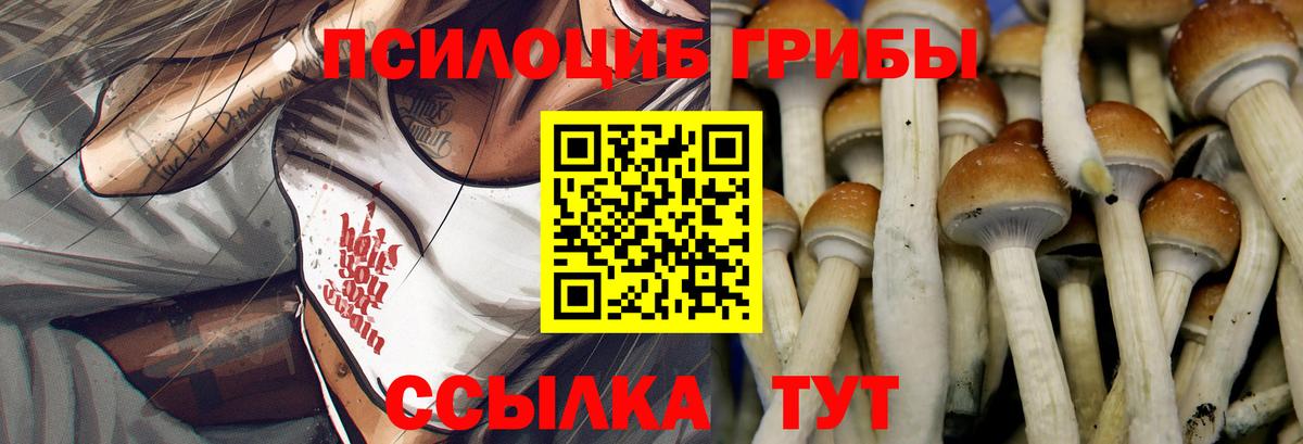 Сокол  Псилоцибиновые грибы Psilocybe  Вход с VPN 